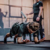 Szkolenie Personal EMS Workout - obrazek 2